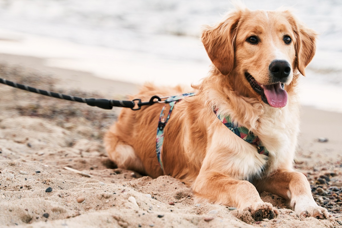 Spiaggia per cani a Riccione